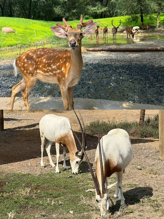 迪拜野生動物園打卡（附詳細攻略）。