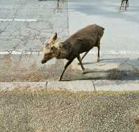 在奈良餵鹿。