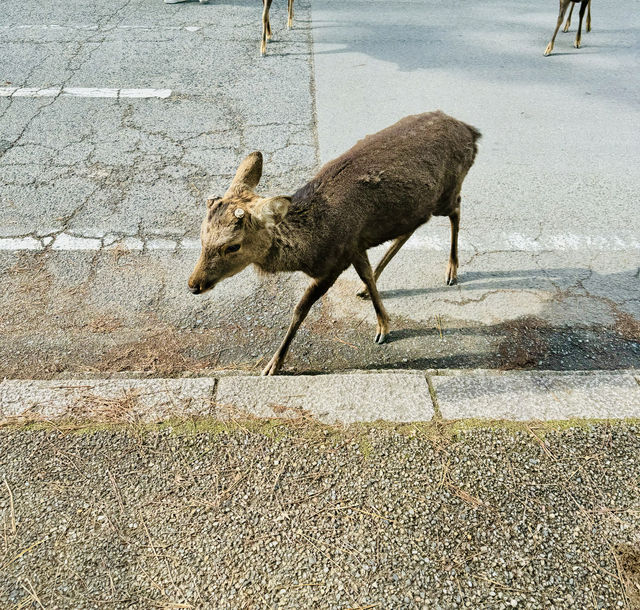 在奈良餵鹿。 在奈良餵鹿。