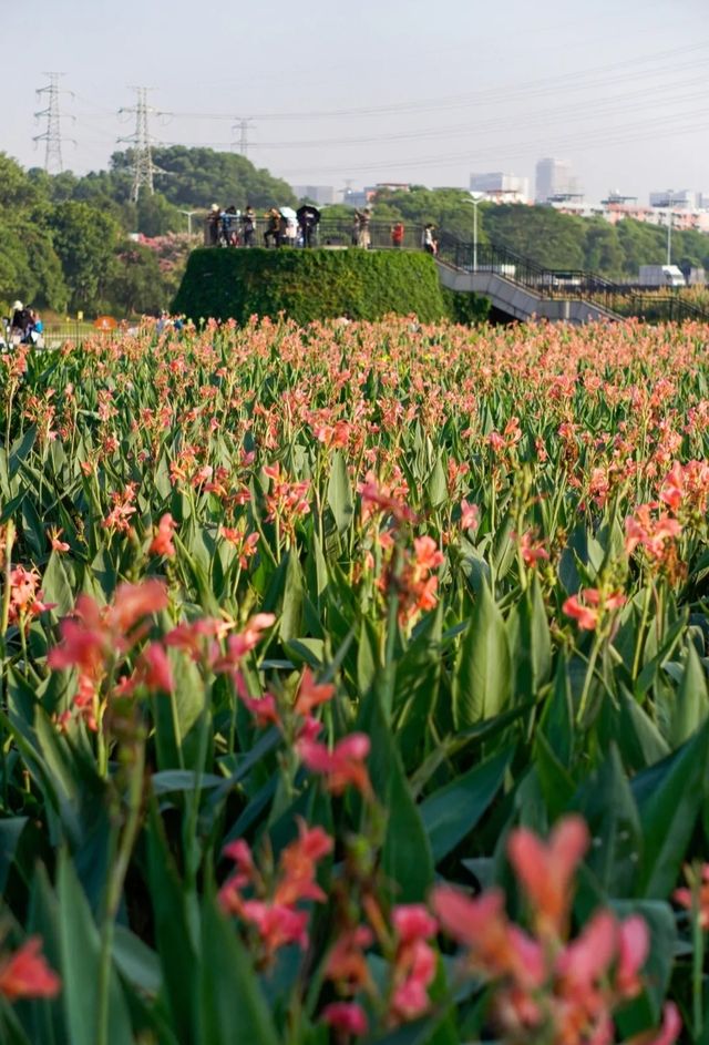 滿眼粉色這就是深圳觀瀾河公園的浪漫。