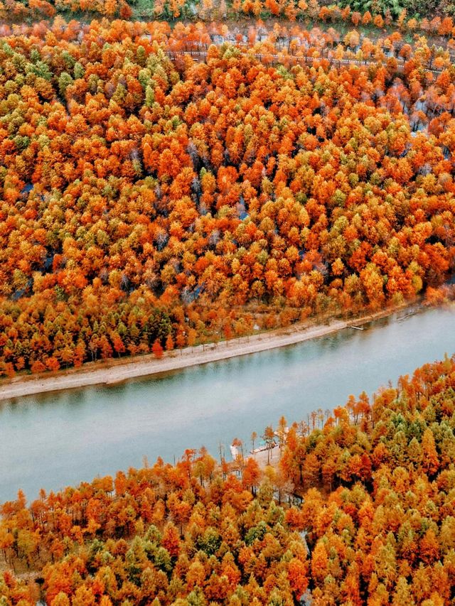 皖南川藏線｜千畝紅杉林美成一幅油畫。