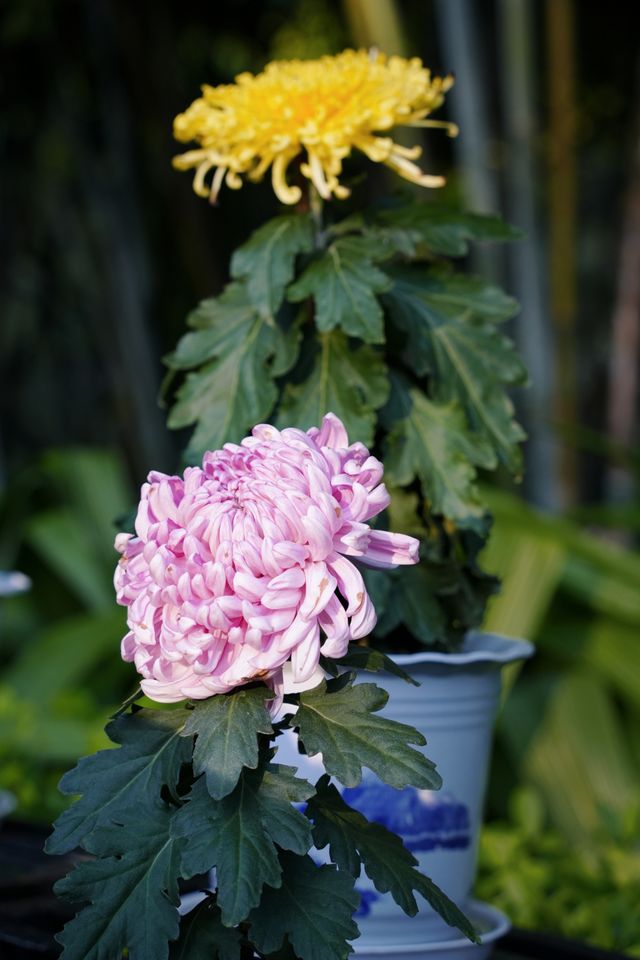 菊花展｜黃花崗公園｜廣州閒逛好去處。