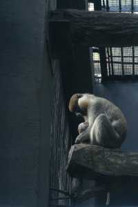 溫州動物園像坐上了去往90年代的穿梭機。