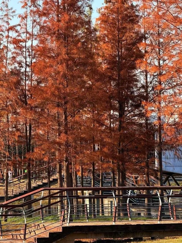 鄭州北龍湖濕地公園裡的水杉，美得像一幅油畫！