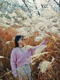 層林盡染，這片小眾紅杉林太值得