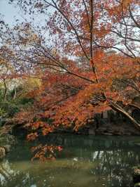 嘉定秋霞圃賞紅葉