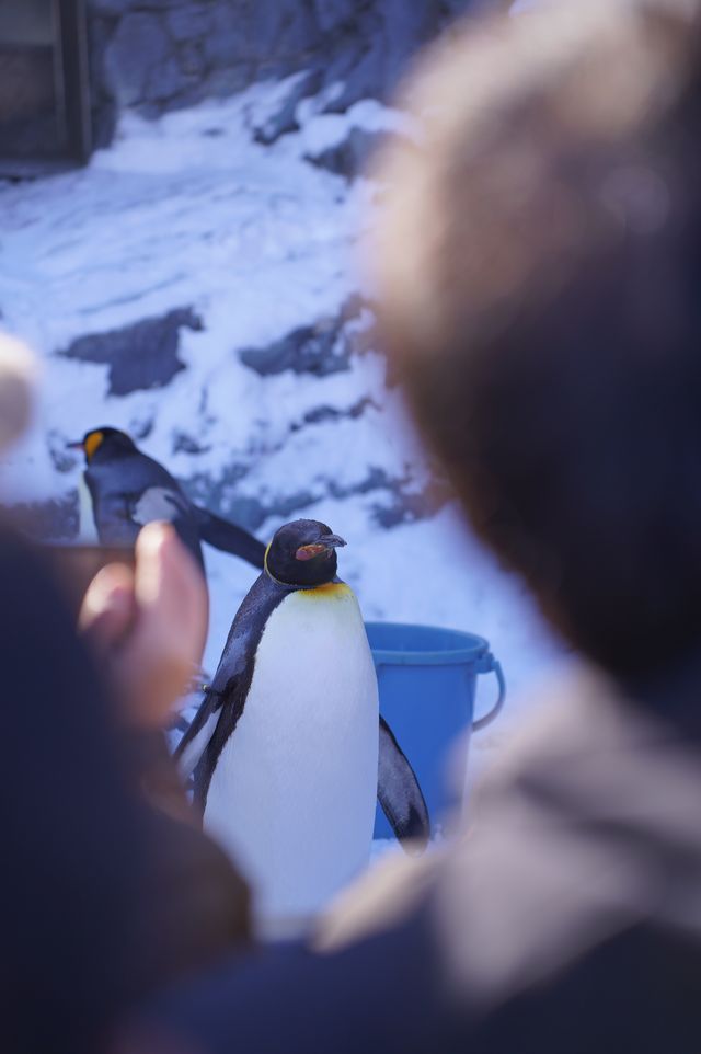 旭川 | 🐧可愛動物園&周邊好吃拉麵店🍜
