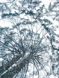 誰懂得！南方孩子看見雪的快樂！
