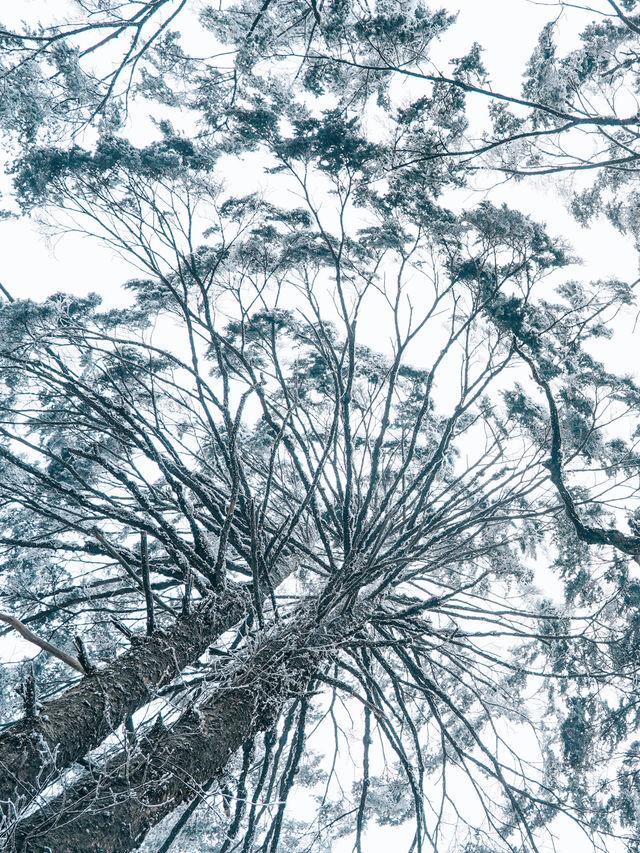 誰懂得！南方孩子看見雪的快樂！
