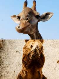 歐樂堡動物園攻略新手必看！
