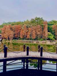 地鐵直達深圳仙湖植物園落羽杉美到附攻略
