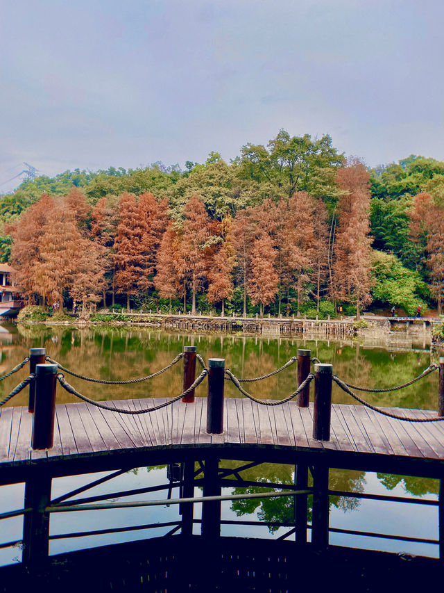 地鐵直達深圳仙湖植物園落羽杉美到附攻略