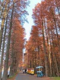 杭州青山湖公園｜美得不像話的冬季一抹綠色