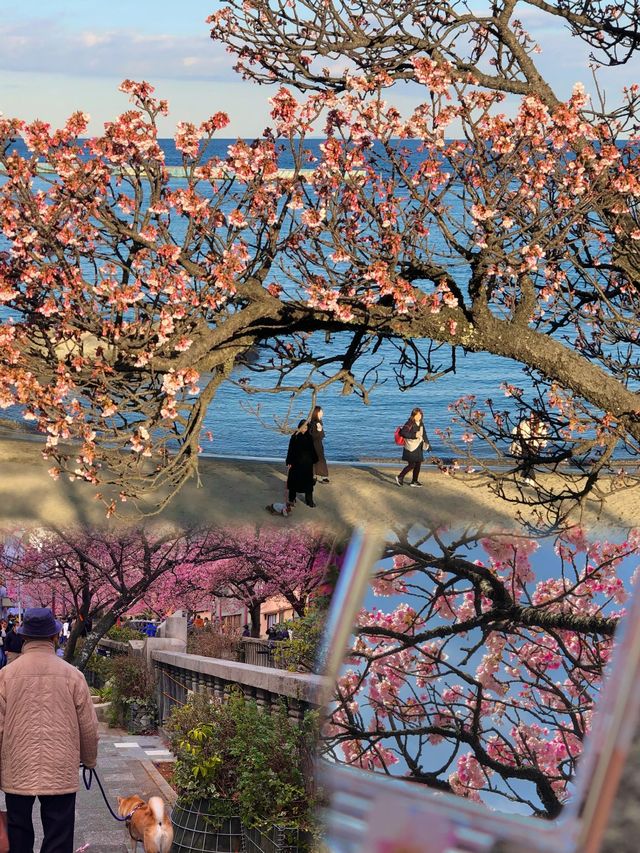 水戶市｜日本關東的隱藏寶藏地，歷史與自然的完美融合！