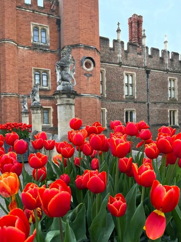 Complete Guide to the Hampton Court Palace Tulip Festival