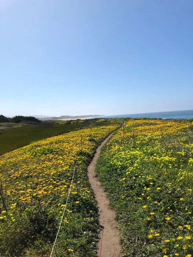 墨西哥都有油菜花，仲要係喺海邊