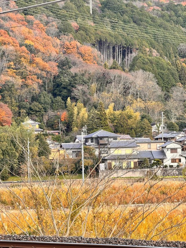5日日本親子遊 輕鬆帶娃玩轉全境