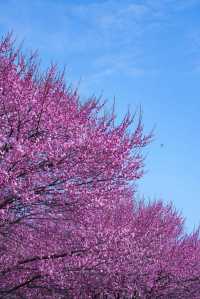 武漢2-5月賞花攻略！是春和景明