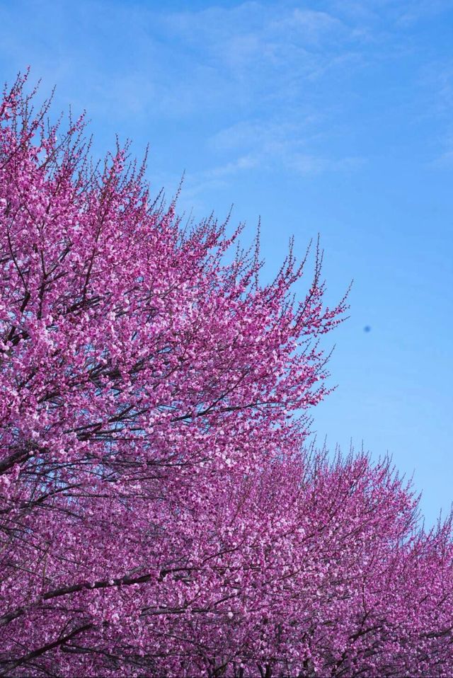 武漢2-5月賞花攻略！是春和景明