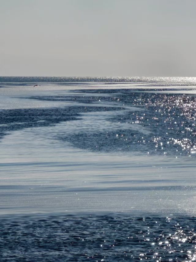 冬日海邊|凍海與海鷗的浪漫邂逅