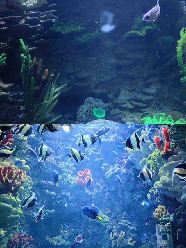 三月份最值得帶孩子去的海洋館