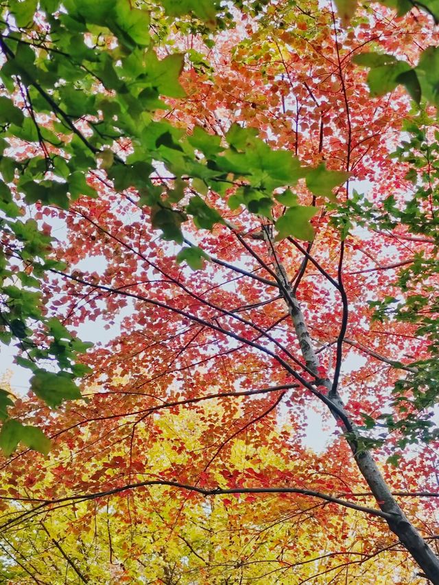 昆明植物園：植物王國的璀璨明珠