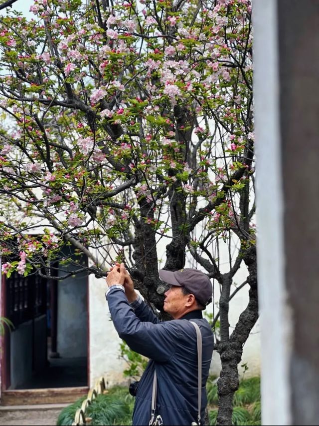 蘇州8座小眾園林的春和景明附賞花遊路線
