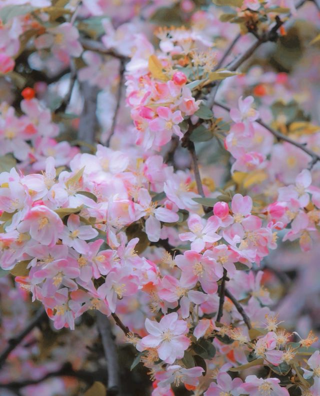 比起櫻花，南京這個免費公園才是春日天花板