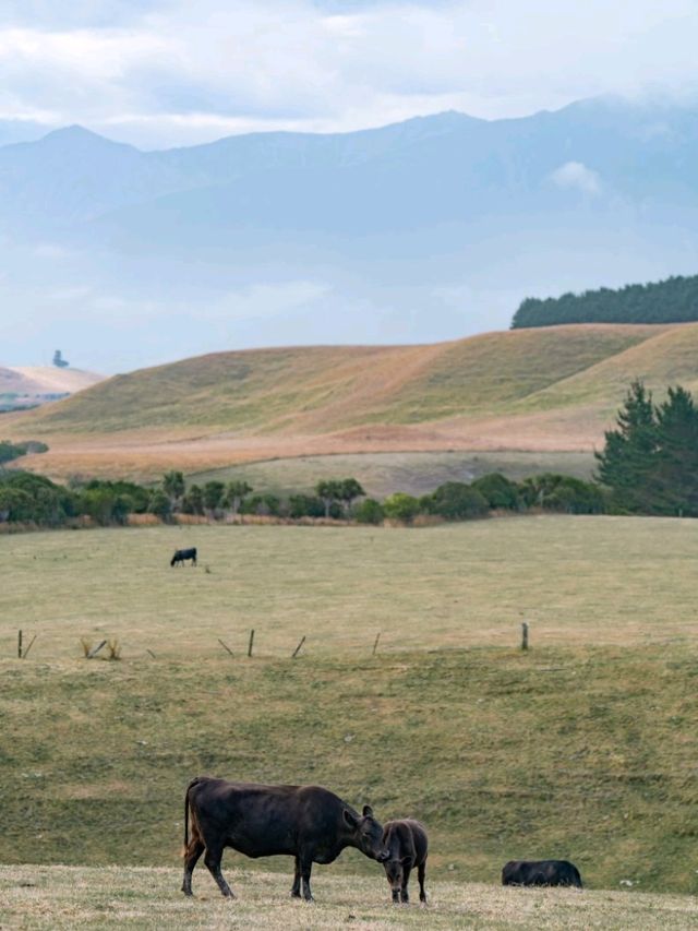 Kaikoura：Heaven for whale-watching