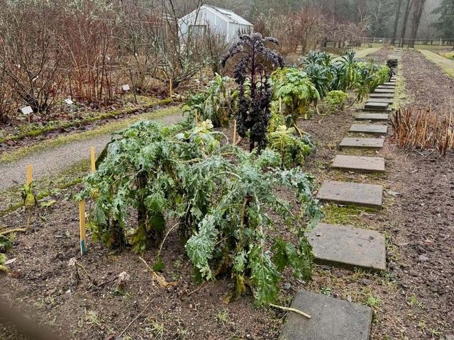 探秘圖爾庫植物園：北歐的綠色仙境 