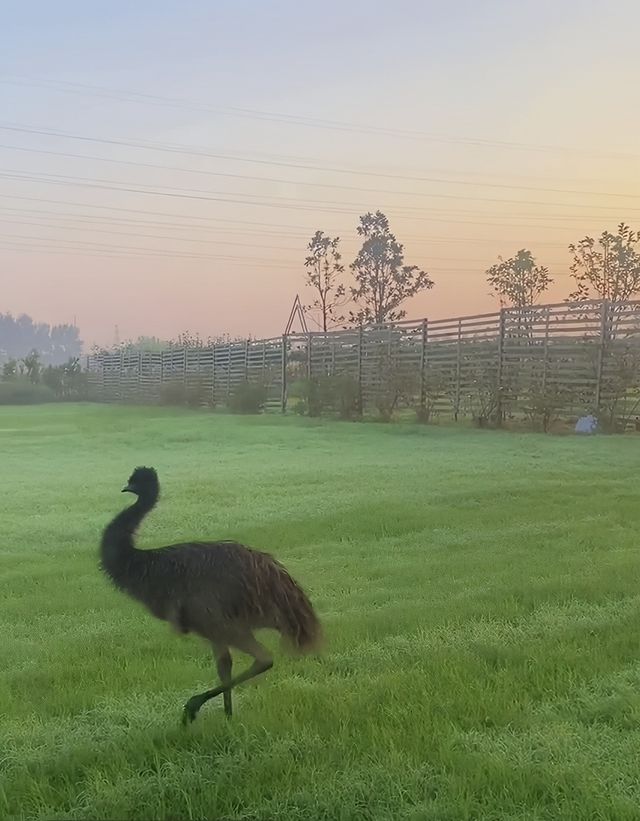 以玫瑰花園為主題的農場～潛江西西花園農場