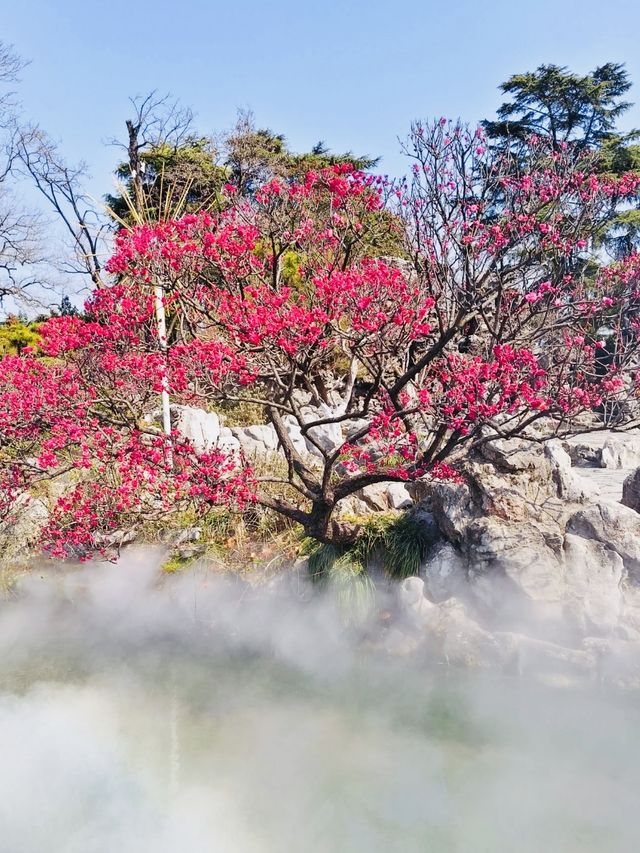 三月玄武湖春日賞花攻略 一碼住不負好春光