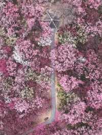 煙花三月下揚州，解鎖親子古韻時光