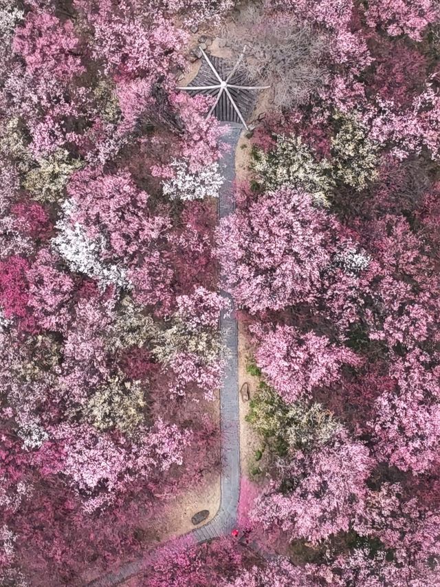 煙花三月下揚州，解鎖親子古韻時光