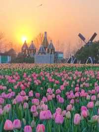 春天的鹽城！現實版莫奈花園賞花攻略