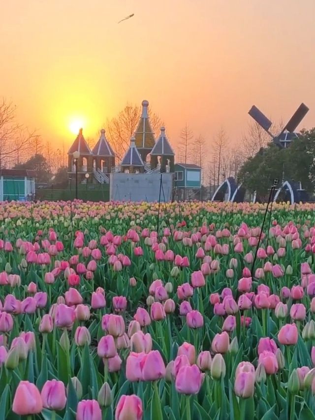 春天的鹽城！現實版莫奈花園賞花攻略