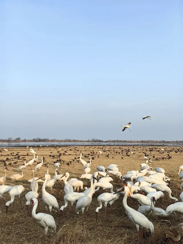 훙춘 관광지 등 봄 여행 가이드, 놓치면 후회할지도 몰라요!
