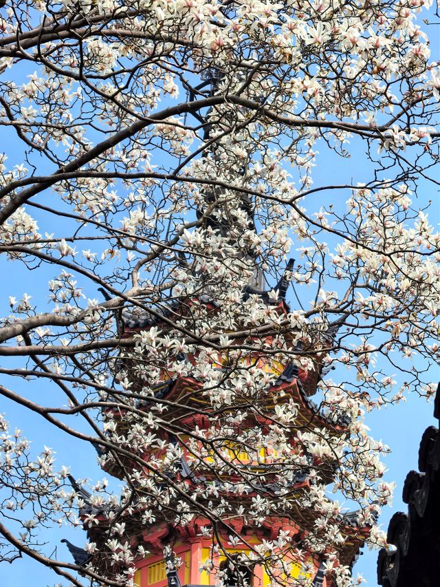 玉蘭映雙塔，春色落滿園。