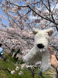 🌸名古屋周邊追櫻攻略，輕鬆get絕美花海