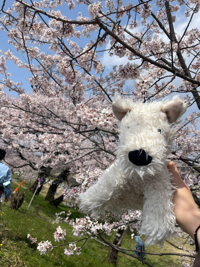 🌸名古屋周邊追櫻攻略，輕鬆get絕美花海