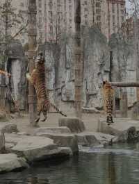 The Ultimate Guide to Visiting Shanghai Wildlife Park!