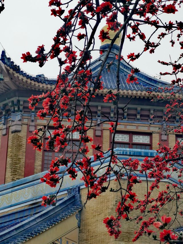 紀念堂才是廣州賞木棉天花板