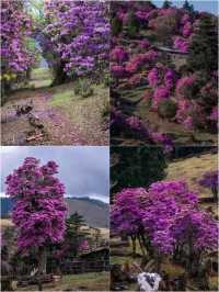 香格里拉杜鵑花絕佳賞花地最強攻略