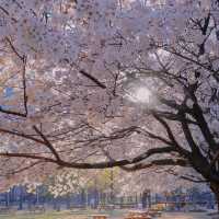 🇰🇷首爾|四月賞櫻天花板🌸서울숲🌸必去