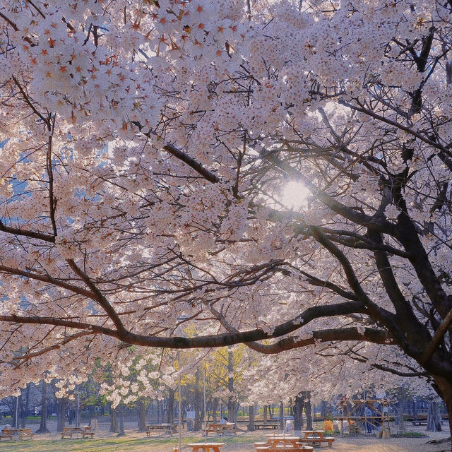 🇰🇷首爾|四月賞櫻天花板🌸서울숲🌸必去