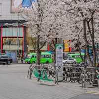 3到4月嘅韓國櫻花季🌸 直接封神，唔接受反駁❗️