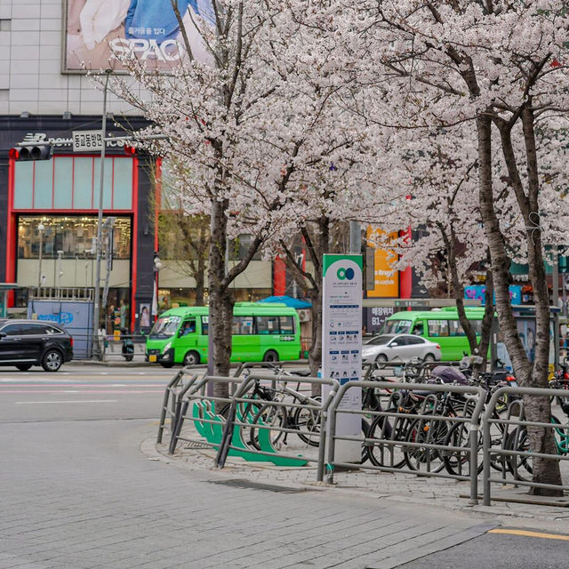 3到4月嘅韓國櫻花季🌸 直接封神，唔接受反駁❗️