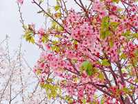 誤入現實版莫奈花園 武漢小眾賞櫻新地標
