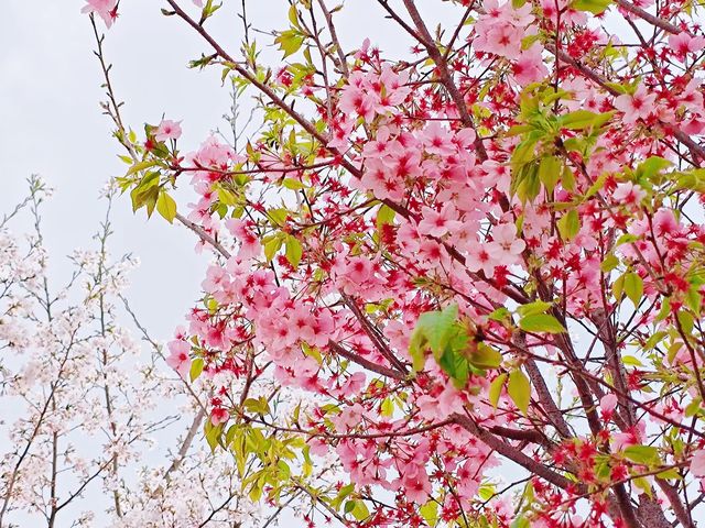 誤入現實版莫奈花園 武漢小眾賞櫻新地標