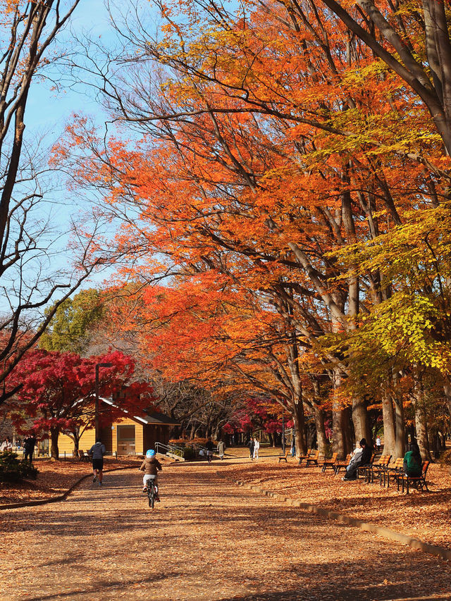 代々木公園での秋の完璧な日々を楽しむ